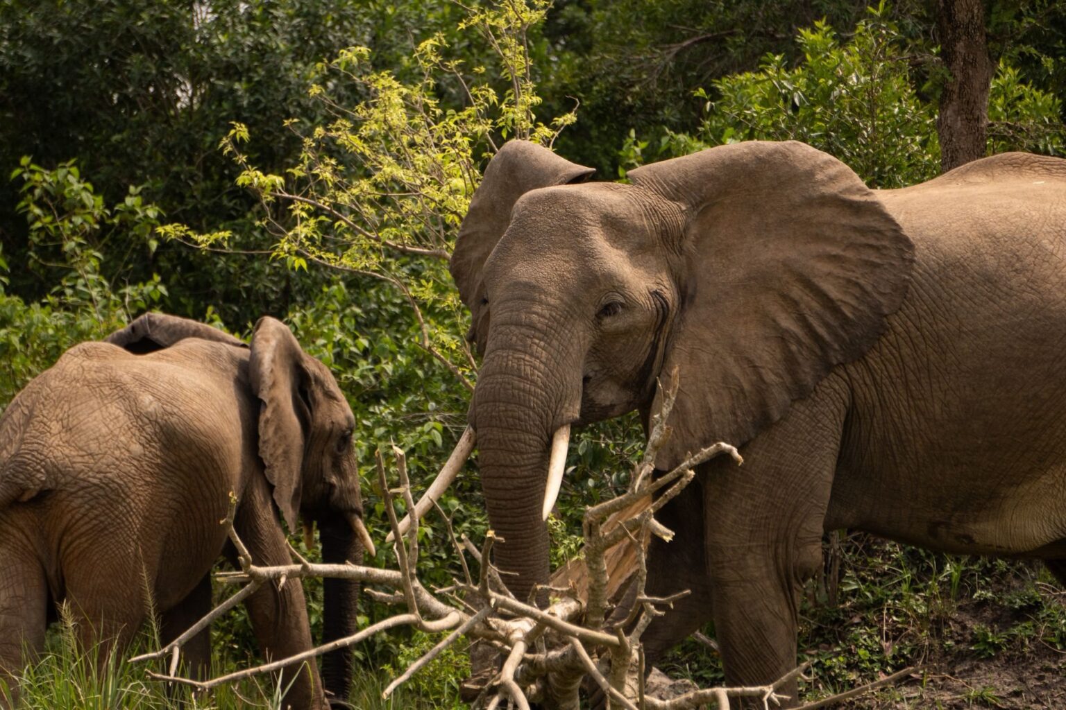Afrika-Rundreise mit Safari: So gelingt die Planung