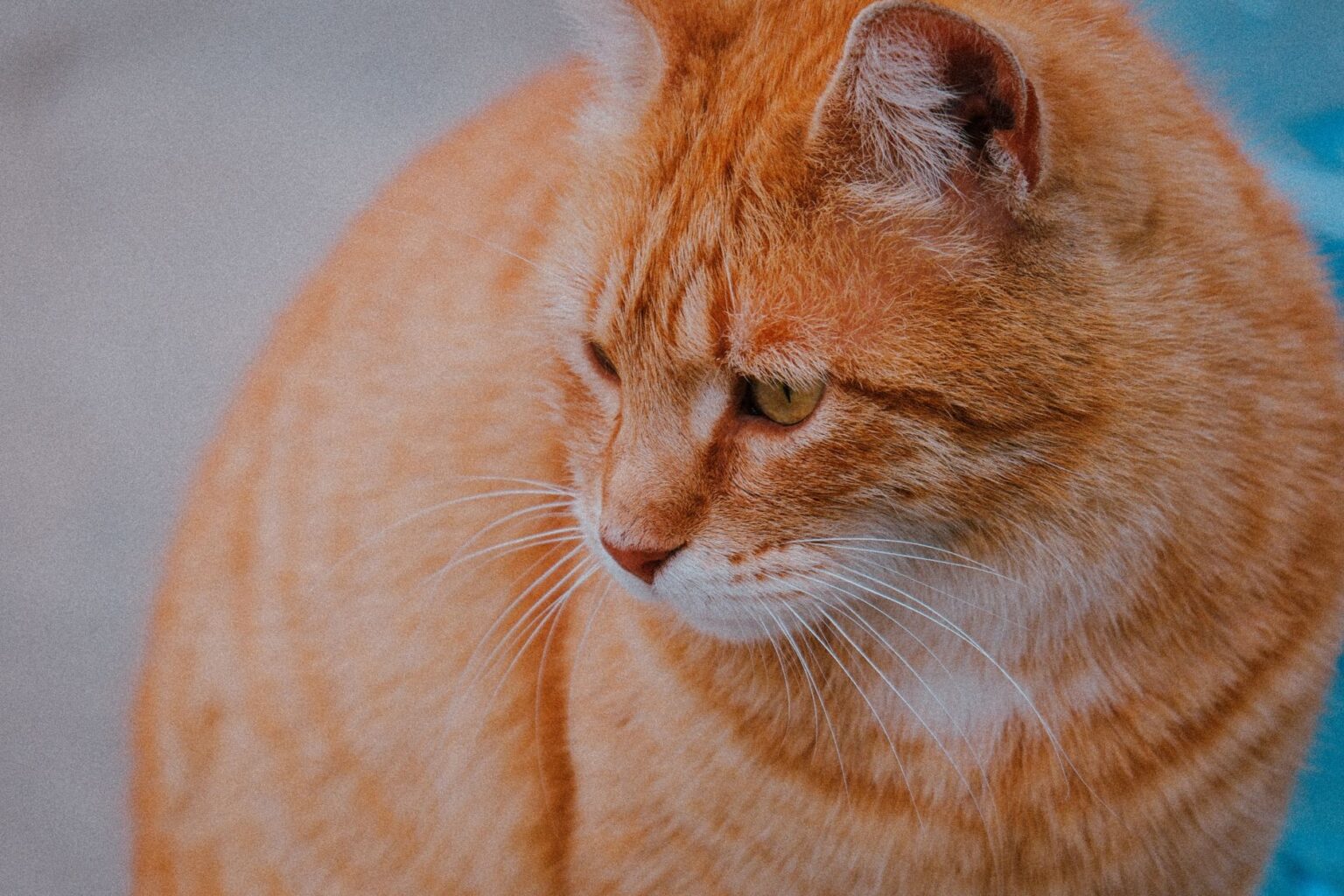 Katze in der Mietwohnung Wien: Ernährung 2026